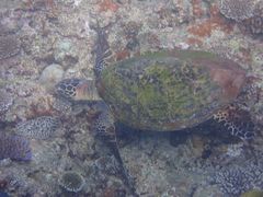 Marỹ}Nu Gigiւ̓eʐ^1