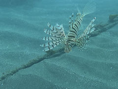 ]̃_CuVbvOiւ̓eʐ^1