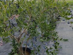 ̂܂u[x[t@[ւ̓eʐ^4