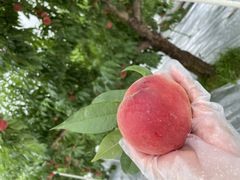 ȂȂ񂳂̂܂邹ʎւ̓eʐ^1