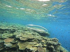 �}������̃N�����ւ̓��e�ʐ^1