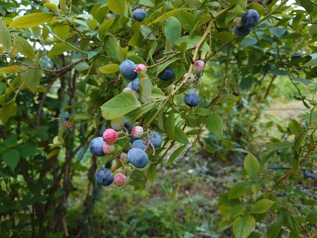 ��������H�ׂ邱�Ƃ��ł��܂���_������