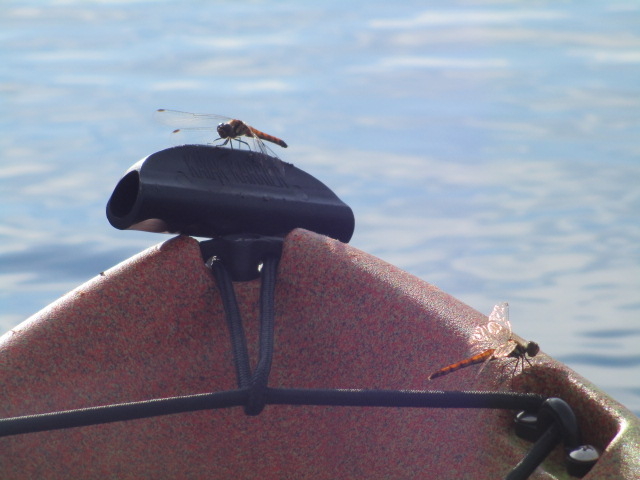 �W���͒��T���ΔȂ͏H�̕��͋C�B�g���{����C�A�̌����̃J�k�[�ɂƂ܂�܂����B_�{���t�@�C�A �J�k�[