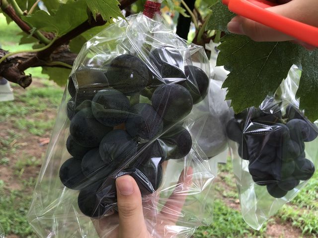 ����ɂ���[�I�I�I
�傫���������񂾂Ԃǂ���I��ő喞���Ȏq���B�ł����I_�X�c�Ԃǂ���