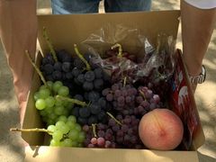 mari̐ԍ≀ւ̓eʐ^1