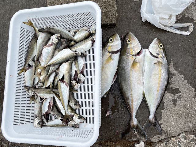 �˂͂����ƒނ�܂����A�����a�Ƃ��ĉj�������̂ŁA�˂����Ȃ�{�ȏ�ނ�Ă܂�_With�]Ocean