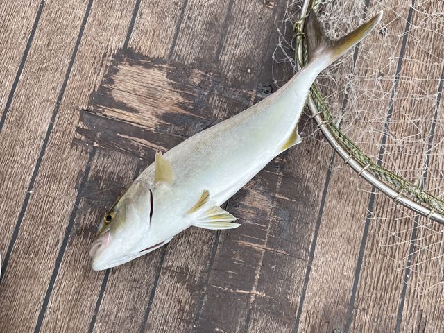 �ނꂽ�˂����̂܂ܐ����a�ɂ��āA�����˂ɐH����������ς�
�������S�R�Ⴂ�܂��B_With�]Ocean