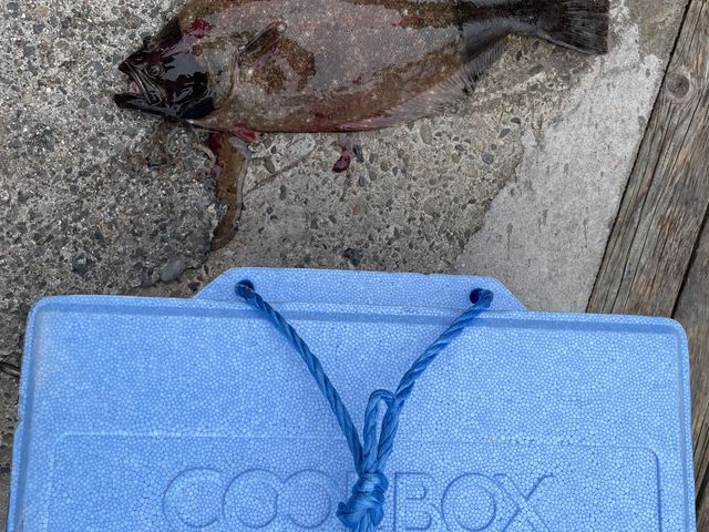 ���D�̎q���͂Ђ�߂��ނ��Ă܂����B40cm�ȏ゠��Ǝv���܂��B
_With�]Ocean