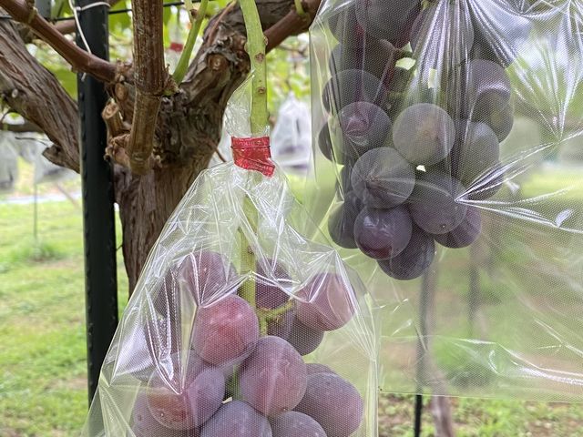 ����_�X�c�Ԃǂ���