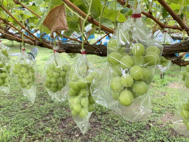 �V���C���}�X�J�b�g_�X�c�Ԃǂ���