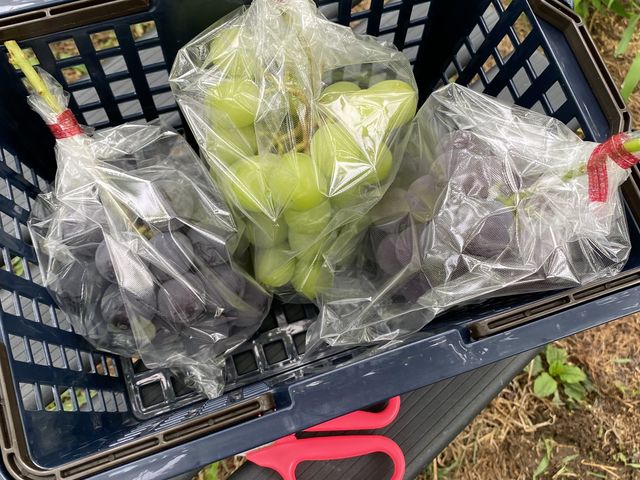 �E�ݎ�����Ԃǂ�����_�X�c�Ԃǂ���