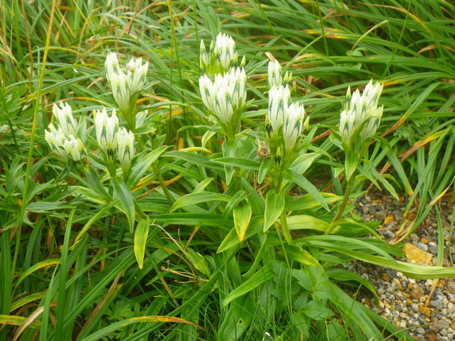 �򑐂ł�����g�E���N�����h�E�B
_��Ɗx