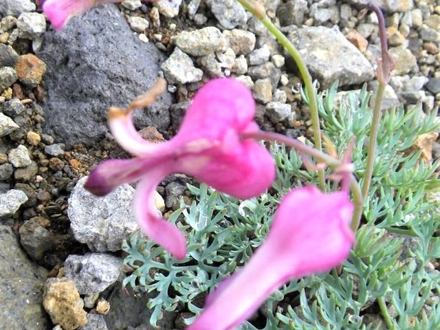 �Ă̖��c��R�}�N�T�B
_��Ɗx