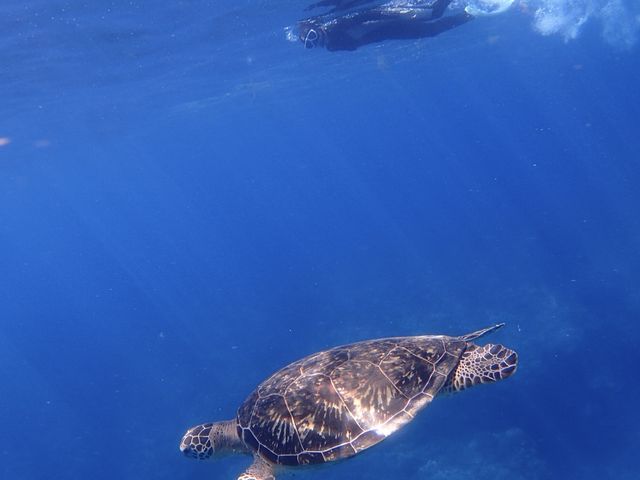 �J���ƈꏏ�ɉj���܂���_Oceans Treasure�i�I�[�V�����Y�g���W���[�j