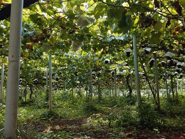 �Ԃǂ����i�؂肽�X�v���[�̂������Ńm�[�_���[�W�I�j_�������̉���