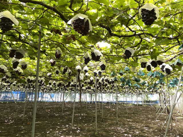 �Â��I_����(���@)�_��(�����s�ό��Ԃǂ��Z���^�[�������x��)