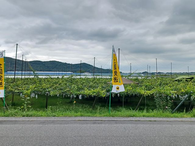 ��_�X�c�Ԃǂ���