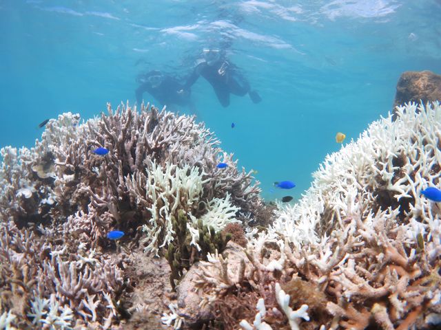 �G�_�R�����T���S�̌Q���I_�A�}�~�G���V�X