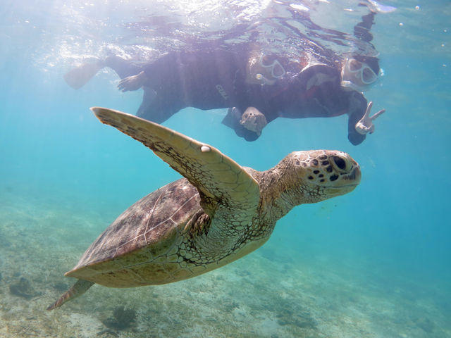 �E�~�K���P�S�Ԃ���I_�A�}�~�G���V�X