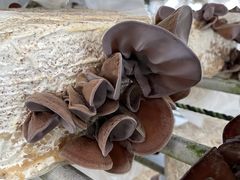 ށ[񂳂̉i_ւ̓eʐ^2