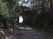 J����񂳂�̌F���S���@���p�g���l���̓��e�ʐ^1