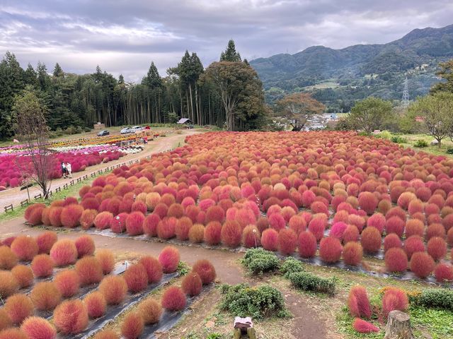 �R�L�A�����I_���h����