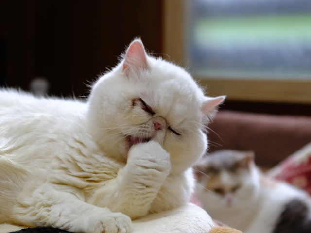 �G�L�]�@���g�̂����Ől�C�̍������L��ł��B_���[�����̉�