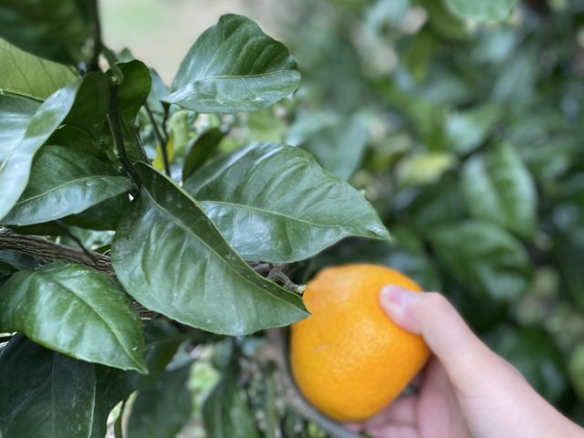 傫̂菬~̕[Ƃ̂ƁB_ԉʎ