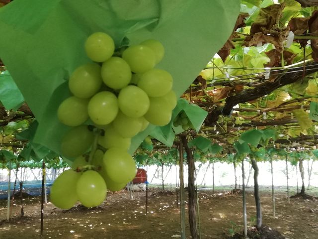 �H�׍��̂Ԃǂ����A��������Ȃ��Ă��܂����B_�����Ȃ뉀