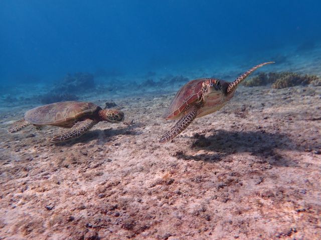 2匹もいた!_imtida宮古島