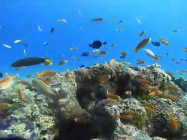 ��������_�_�C�r���O�T�[�r�X�W���~���O