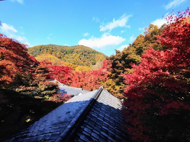 ���ӂ̖؁X���Y��ɐF�Â��Ă܂�_�ڗ����@