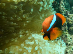 ͂̃_CrOVbvTI.OCEANւ̓eʐ^1