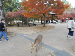 トシローさんの奈良公園への投稿写真1