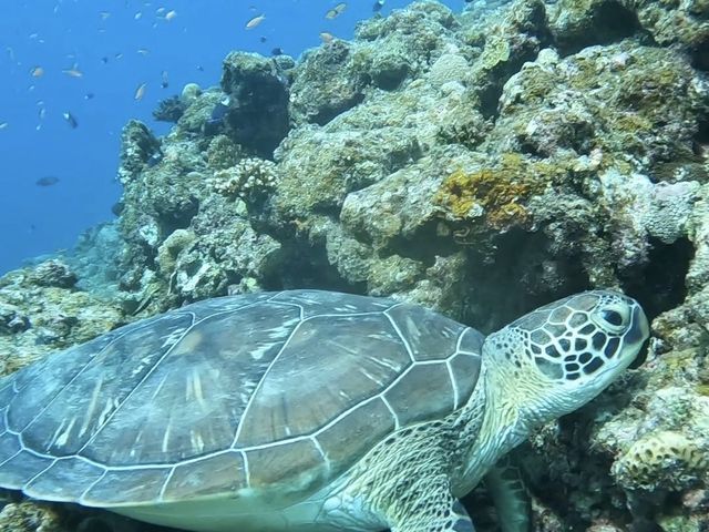 �A�I�E�~�K������_SHISHI�Ί_��