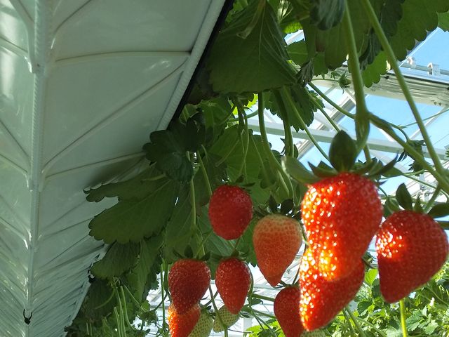 �H�ה�ׂł��܂���_ichigos Yokohama-�C�`�S�X���l