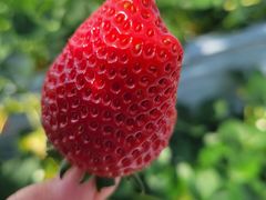 [񂳂̂͂Ȃ̂t@[ւ̓eʐ^1