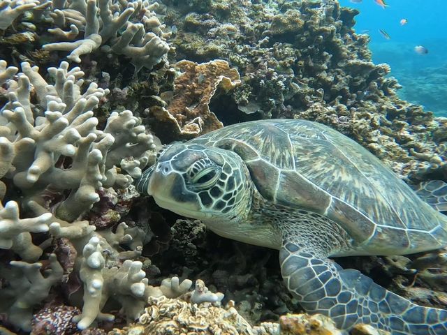 �E�~�K��_SHISHI�Ί_��