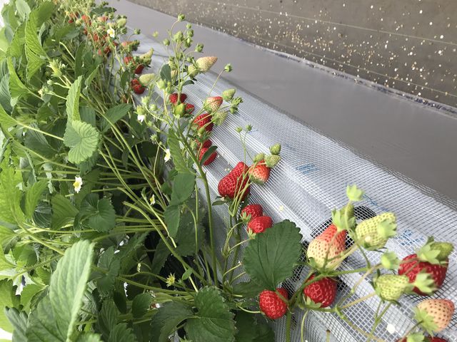 ���ݍ͔|�̐�
�g�傷��ƌ�����������܂�_�ÎR�_��