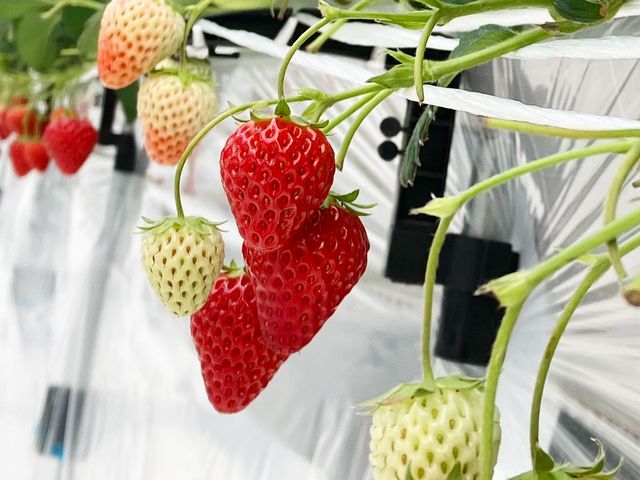 �g�ق��؂𒆐S�ɁA�͕P�A��悢�P������܂��B_�F��_�Y