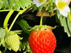 肿񂳂̂܂t@[ւ̓eʐ^1