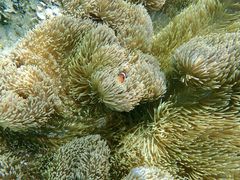 ݂imtida{Óւ̓eʐ^1