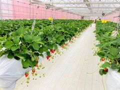 ܂܂邳̎ዷlHAMABERRY~݂̋͂~ւ̓eʐ^2