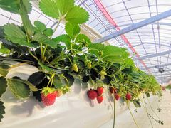 ܂܂邳̎ዷlHAMABERRY~݂̋͂~ւ̓eʐ^3