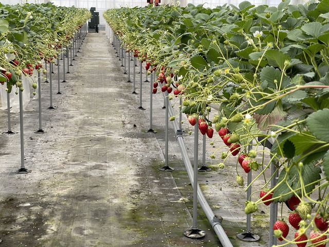 �L���Ă��ꂢ�ȒʘH�ŎԈ֎q��x�r�[�J�[������܂�_�C�ӂ̂�������