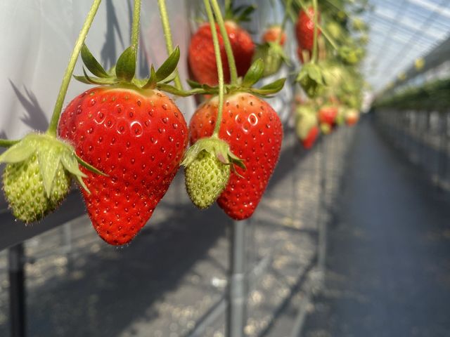 �^���Ԃő傫���Â����ł͖����Ȃ����炢�̔���������悢�Ђ߁I_�����₫��������