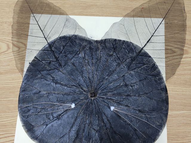 L@qQtŁc
zȂƊ֐S܂
ڂ͂ĕtc_AgGGRACE