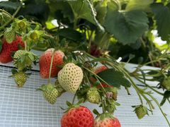 ɂ[SEN's Berry Farmւ̓eʐ^1