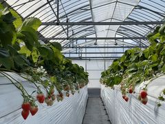 ɂ[SEN's Berry Farmւ̓eʐ^2