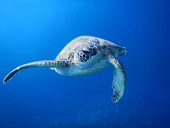 AQñ}VbvΊ_Ί㐿ւ̓eʐ^1